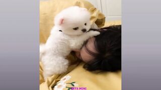 Funny and Cute Dog Pomeranian ????????| Funny Puppy Videos