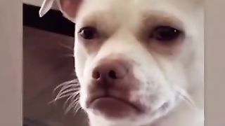 Meilleur chien danseur