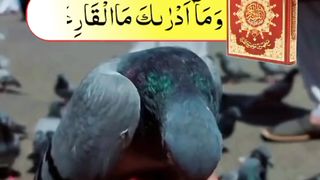 سورہ القارعہ