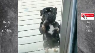funny pet videos