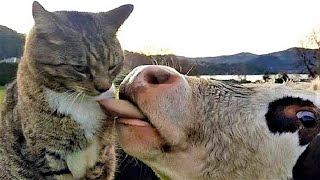 Les animaux les plus drôles / Amusez-vous avec les chats et les chiens 2023