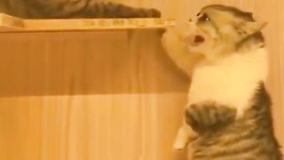 Pet Animals Funny Video | funny animal | cute animal video | masif82