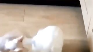 Cat and Dog Fight