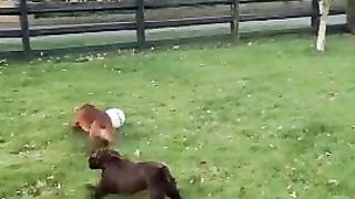 What is the difference between a pet and an outside animal?