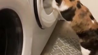 Funniest Cat's video clips 2023????????