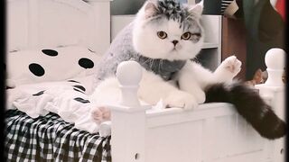 What A Funny Cat