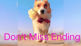 Dancing dog I hope you can't ignored