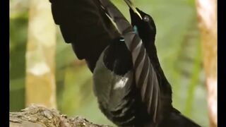 beautiful and strange birds#febspot#shorts