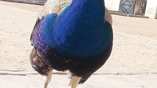 Peacock, beauty of thar