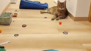 Crazy funniest pet