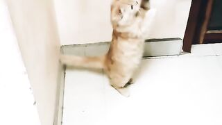 Cutness