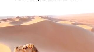 Have you not seen how We created the camel?