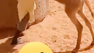 Very Funny Video | Funny video