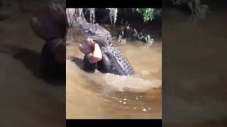 il se bat contre un aligator