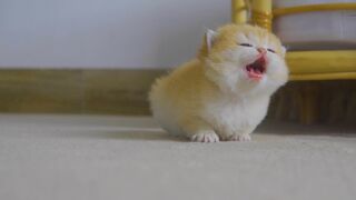 Best Of Funny animals video