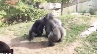 Combat les plus extrêmes