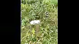 спасли-котенка-от-собак????.3gp