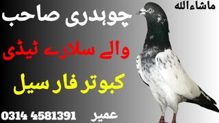 Salary teddy kabootar
