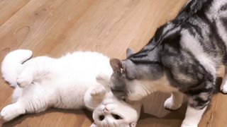 Cute Cats Playing Together .