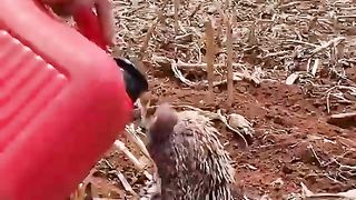 Kindness