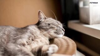 Enjoy these 24 Super Cute Cat Sleeping