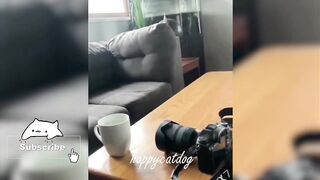 Funniest cats VS dogs