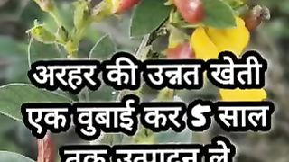 अरहर की उन्नत खेती किसान कैसे करें