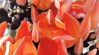 पलाश/टेसू के फूलों के औषधीय फायदे