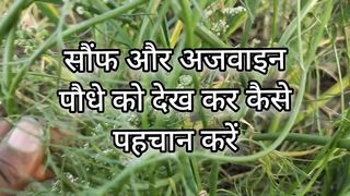 सोंफ और अजवाइन की पौधों की पहचान कैसे करें