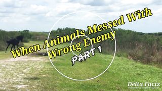 When Animals Messed With Wrong Enemy  Animal Fight