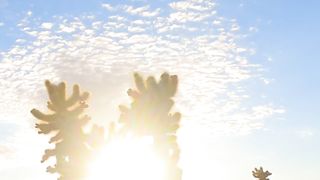 cactuses hold the sun in the desert