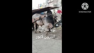 Iron Market Lahore