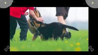 An Adventure with Dogs.