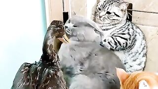 Duck and cat new funny video upload # latest funny 2023 /funny scene /clip funny