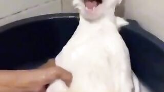 Vidéos drôles des chats