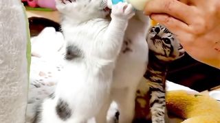 Des mignons chatons