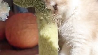 Very cute cat baby