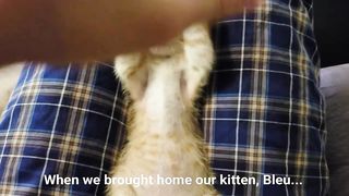 How a German Shepherd and a Kitten Became Best Friends!