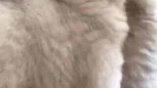 Une mère chat avec ses chatons