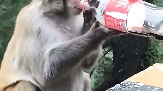 Monkey with Coca cola