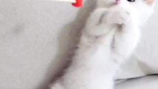 Cute cat ????