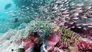Creatures in the depths of the oceans