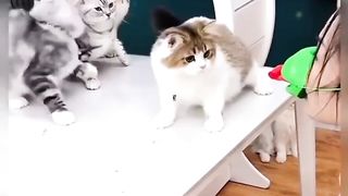Funny vidio