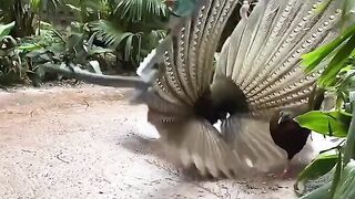 Beautiful video ????