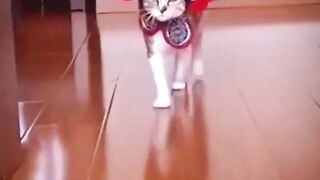 Fashion Cat Walk I Fashion