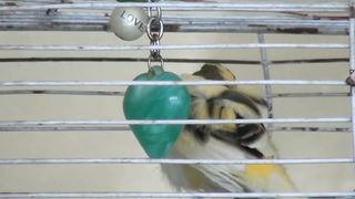 Bird Sounds | Canary Singing | Melodies Canary Bird Song | Best Bird Video