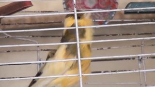 Bird Sounds | Canary Singing | Melodies Canary Bird Song | Best Bird Video