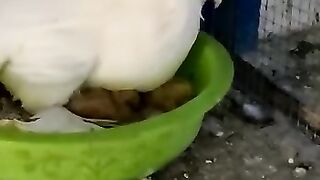 Pigeon