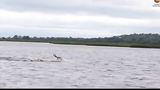 The Great Escape: Animal Edition |animals attack |animals fight