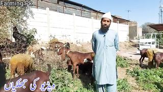 Rizwan Goat Farm In Gujrat | Goat Farming Discussion And Information | Goat Farming Business Ideas | Farming Pk      #GoatFarming  #GoatsFram